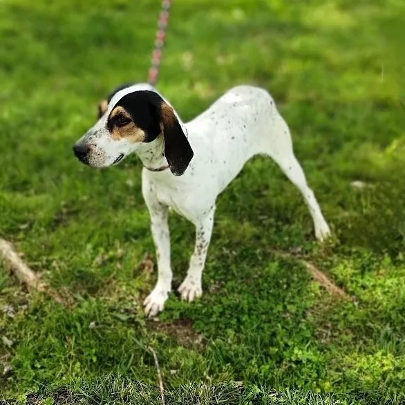 A young medium-sized female Tricolor (Brown, Black, & White) Coonhound dog named Dottie for adoption in Maynardville, TN