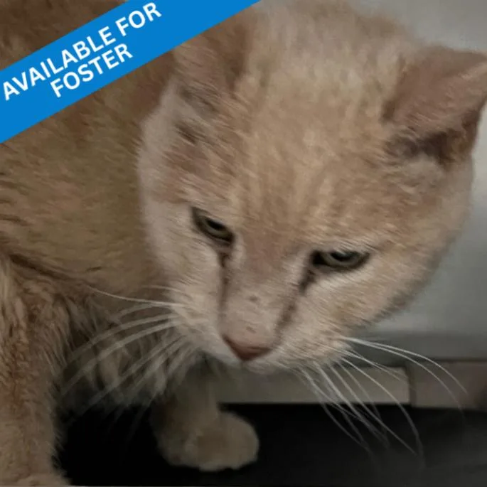 A senior medium-sized male Domestic Short Hair cat named Zack for adoption in Roanoke, VA