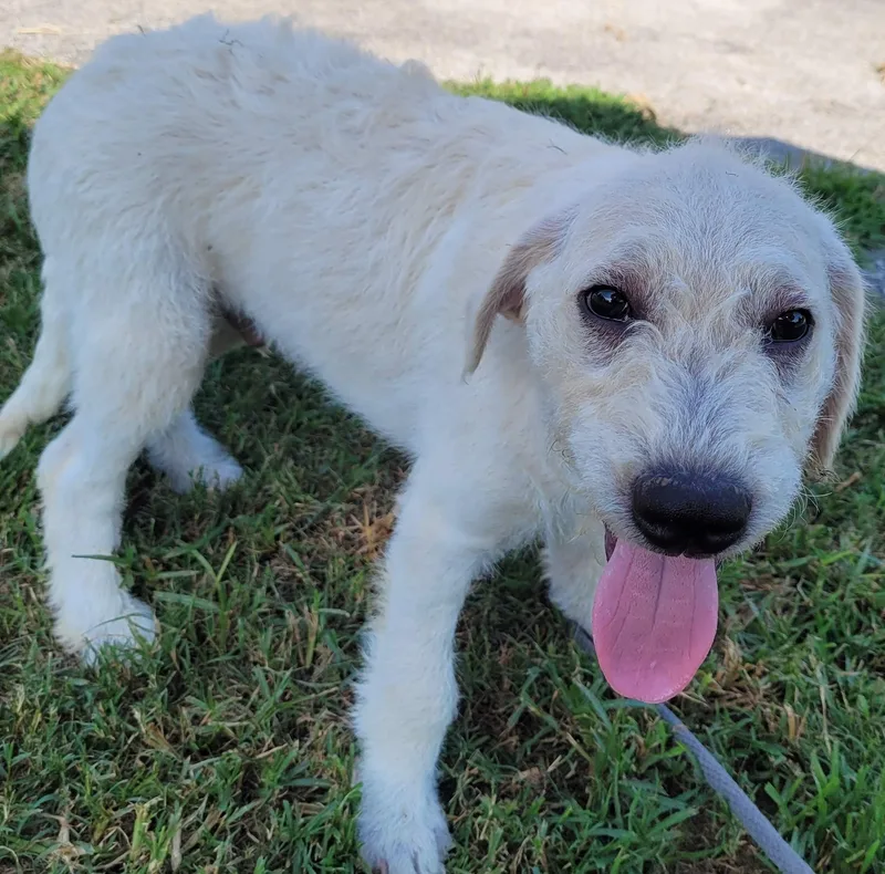 A baby large-sized male Labradoodle dog named Luca for adoption in Killingworth, CT