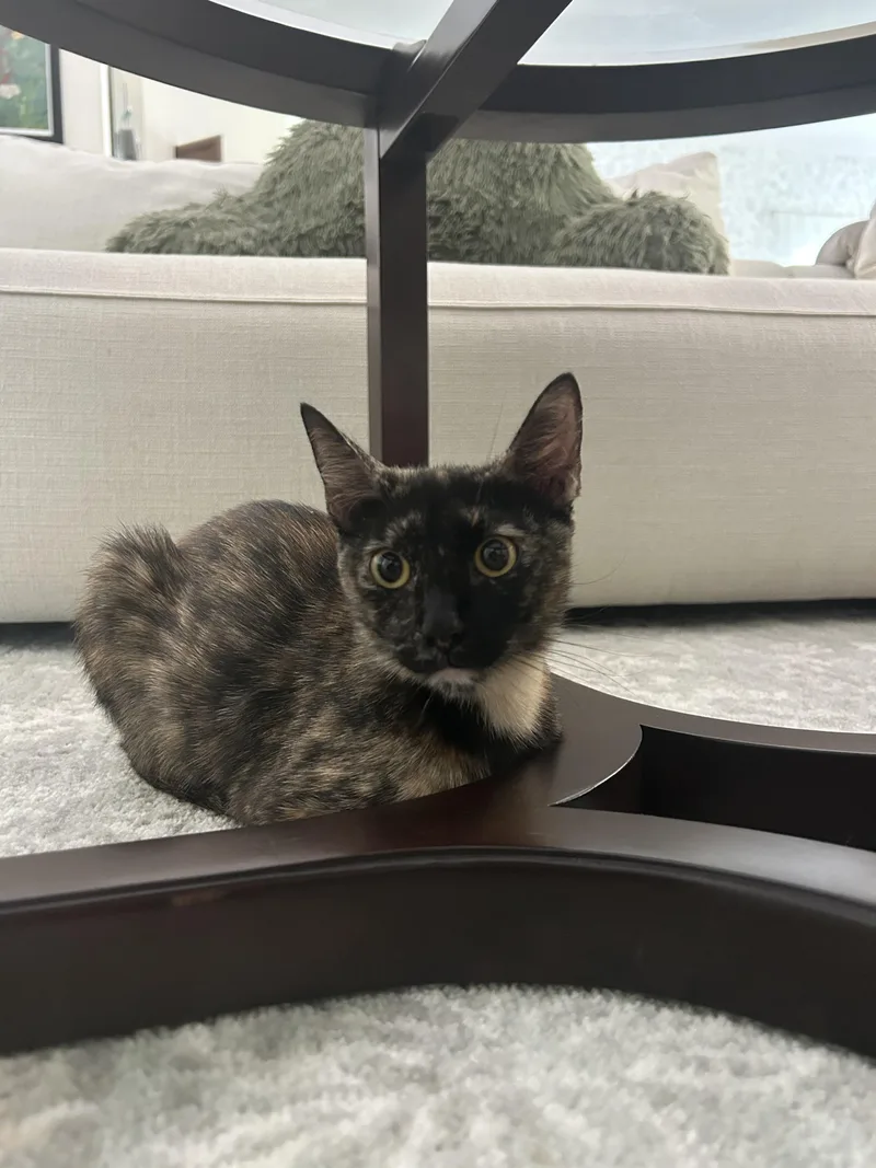A young medium-sized female Tortoiseshell Domestic Short Hair cat named Midnight for adoption in Coconut Creek, FL