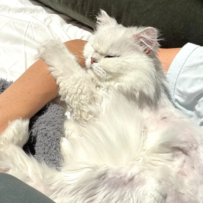 An adult medium-sized male White Persian cat named Ken for adoption in Long Beach, CA