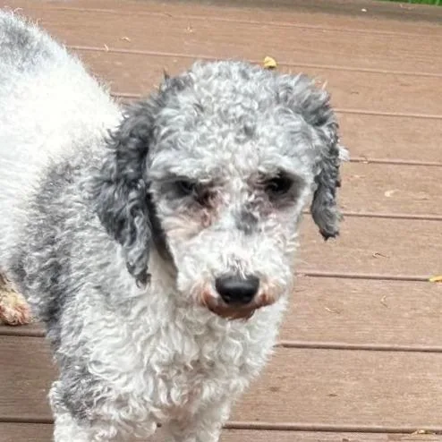 An adult small-sized male Miniature Poodle dog named Barkley for adoption in Cincinnati, OH