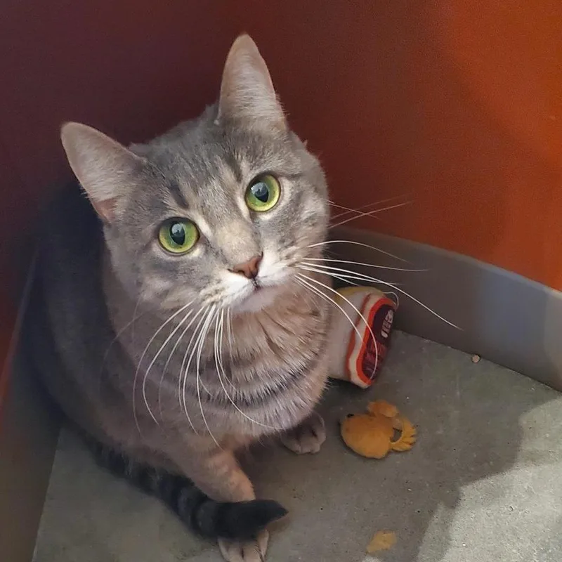 An adult large-sized female Gray / Blue / Silver Domestic Short Hair cat named Bess for adoption in Bentonville, AR