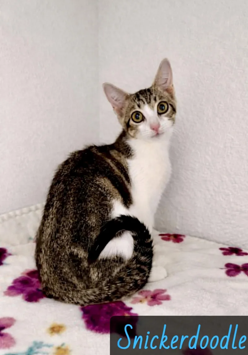 A young medium-sized male Brown / Chocolate Domestic Short Hair cat named Snickerdoodle for adoption in Englewood, FL