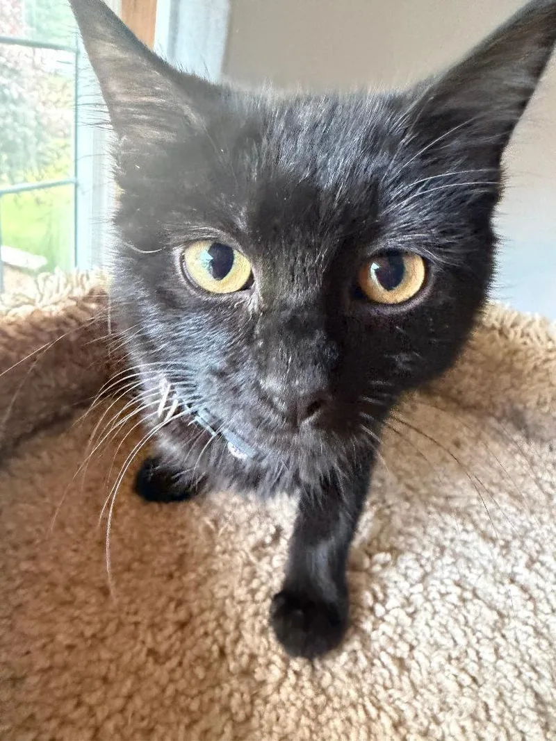 A baby medium-sized female Black Domestic Short Hair cat named Ariel for adoption in Mokena, IL