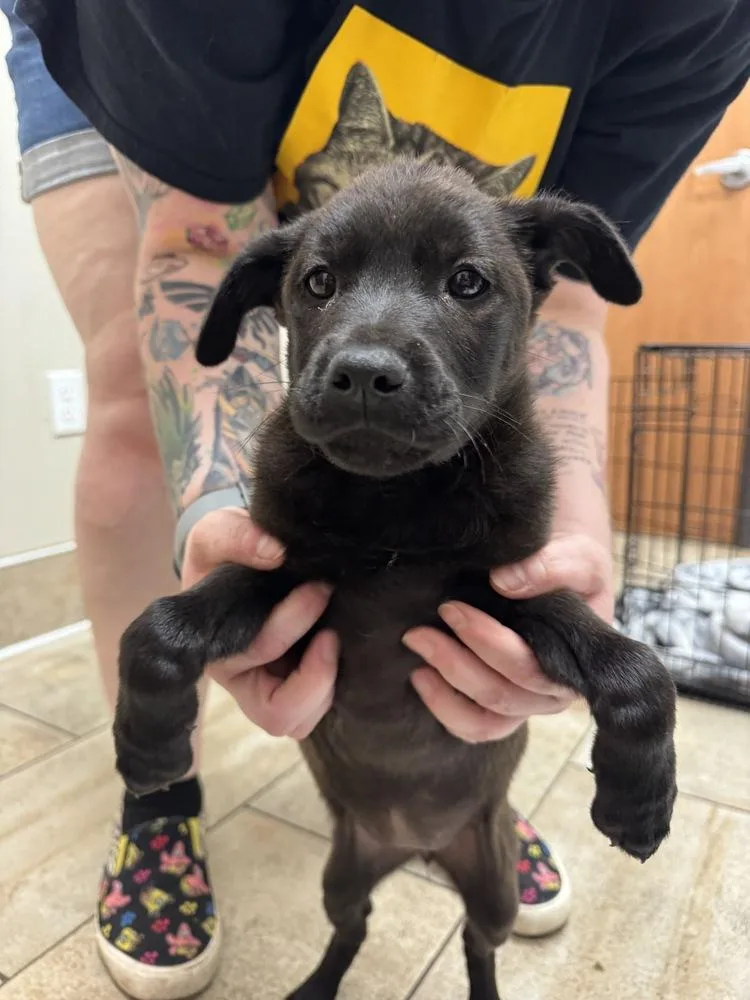 A baby medium-sized female Black Terrier dog named Pompey for adoption in Vancouver, WA