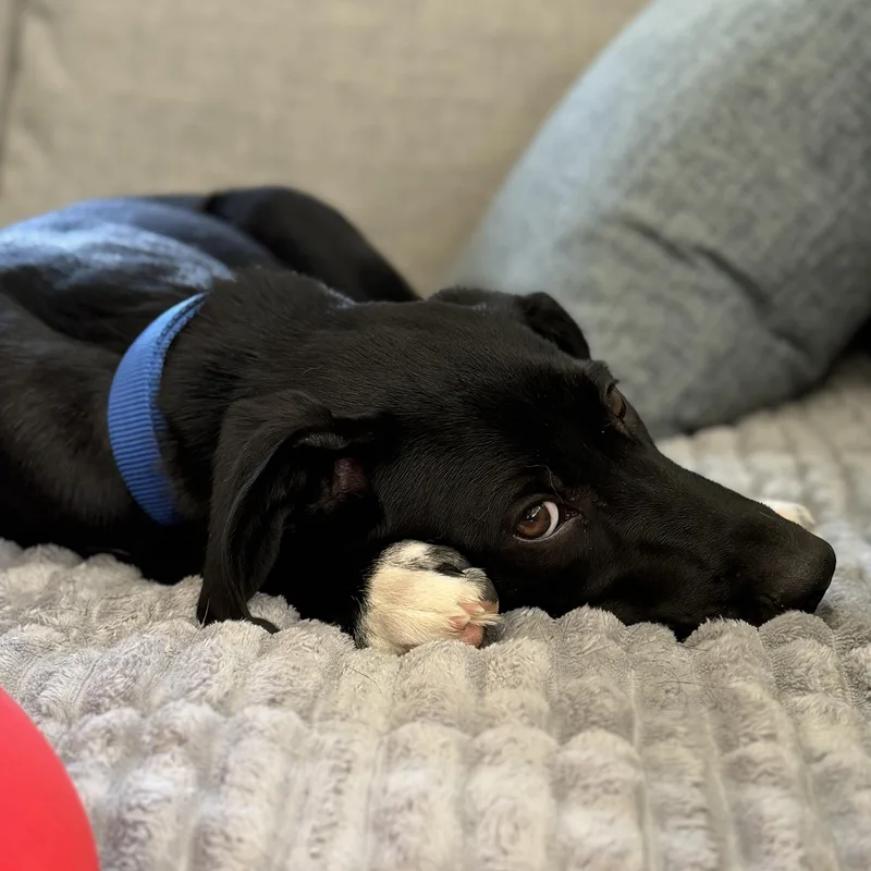 A baby medium-sized male Black Labrador Retriever dog named Bo for adoption in Chatham, NJ