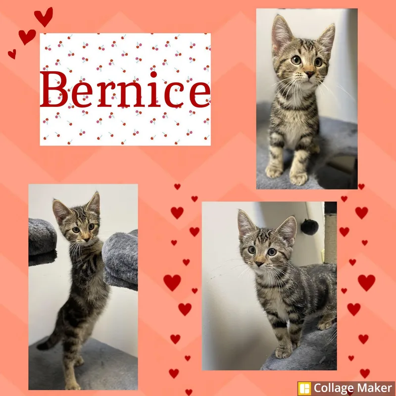 A young medium-sized female Domestic Short Hair cat named Bernice for adoption in Clearfield, PA