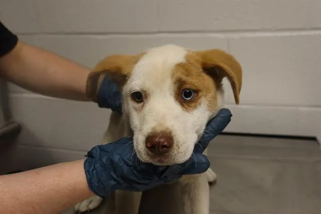 A baby small-sized male Mixed Breed dog named Sneezy for adoption in Columbia, SC