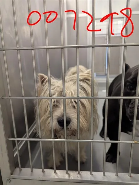 An adult small-sized male West Highland White Terrier / Westie dog named Charlie for adoption in Ontario, CA