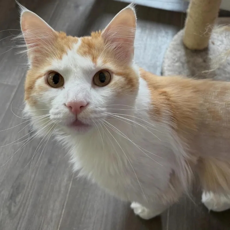 An adult large-sized male White Domestic Long Hair cat named Pumpkin Spice for adoption in Pittsburgh, PA