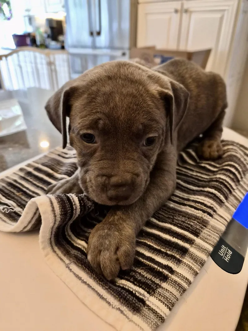 A baby large-sized female Pit Bull Terrier dog named Reba McEntire Country for adoption in Holly Springs, NC