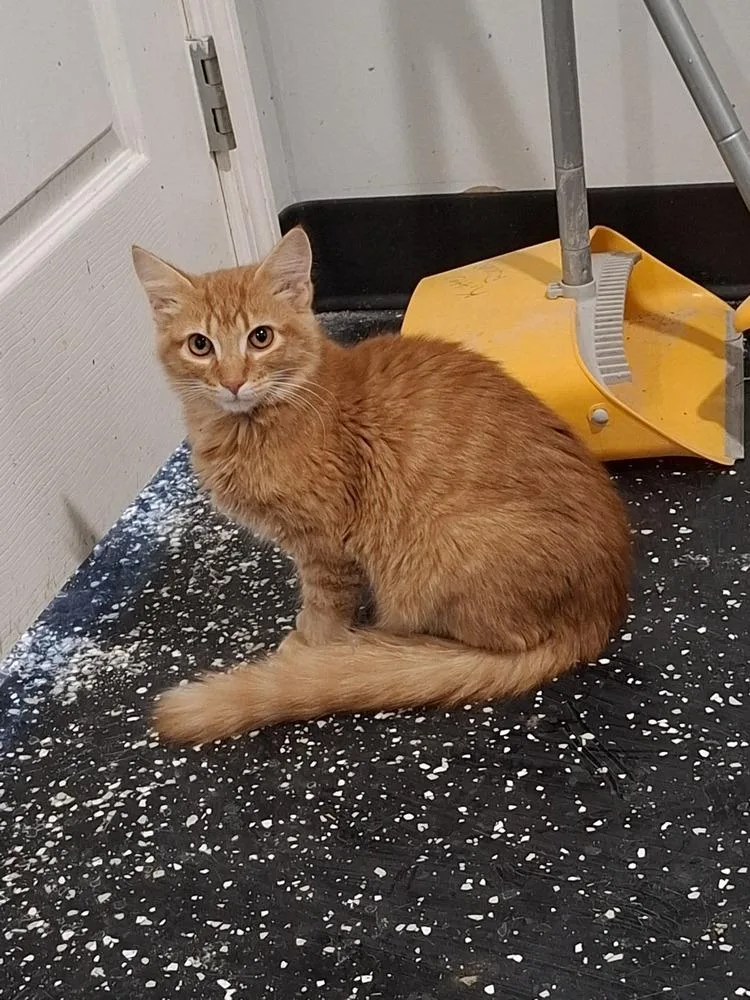A baby small-sized male Domestic Medium Hair cat named Brinkley for adoption in Lewisburg, TN