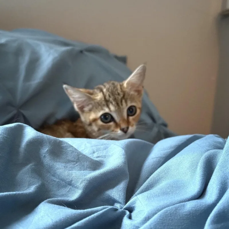 Nala