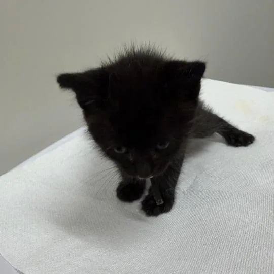A baby small-sized male Black Domestic Short Hair cat named Schultz for adoption in Chattanooga, TN