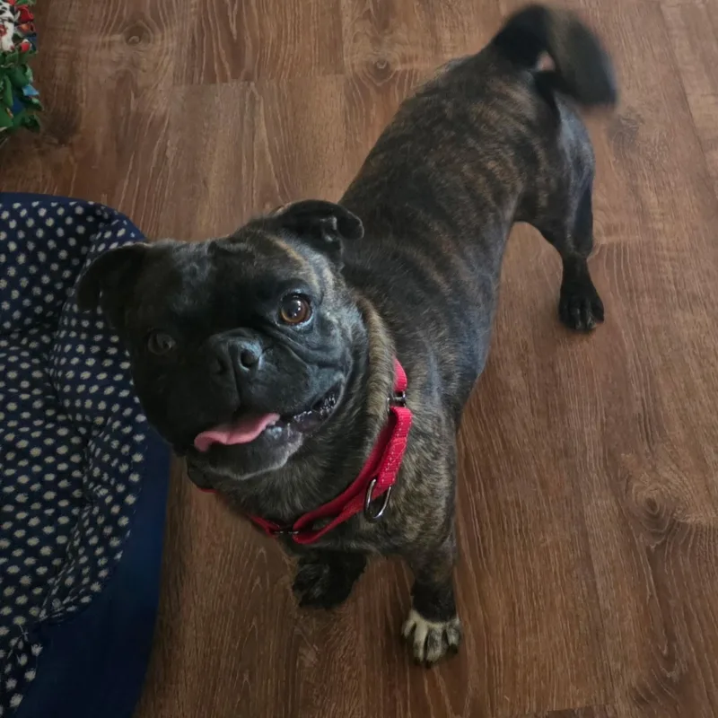 Mr. Handsome Frankie thumbnail 3