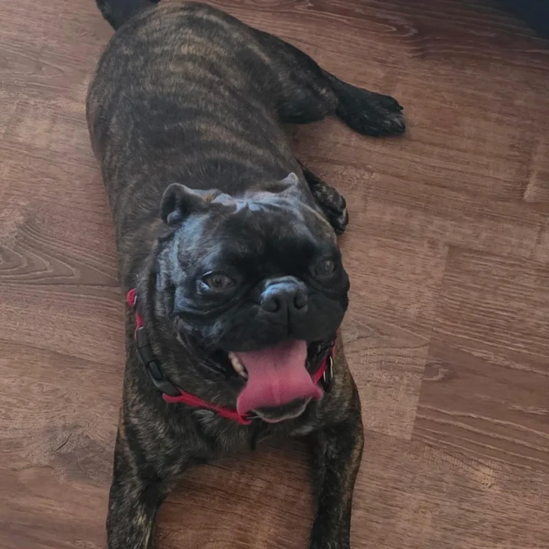 Mr. Handsome Frankie thumbnail 4