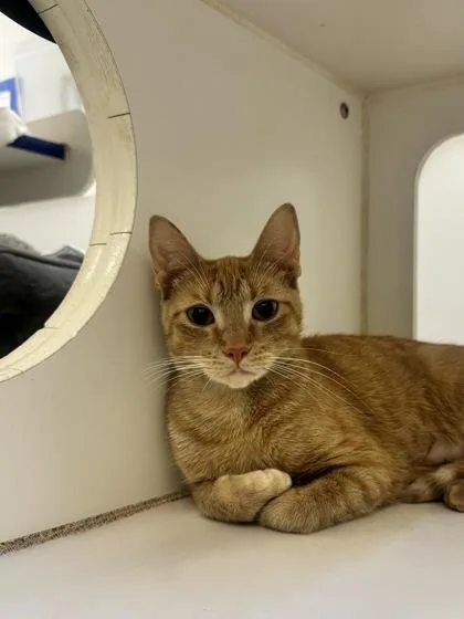 A young small-sized female Domestic Short Hair cat named Buffalo Bill for adoption in Vero Beach, FL