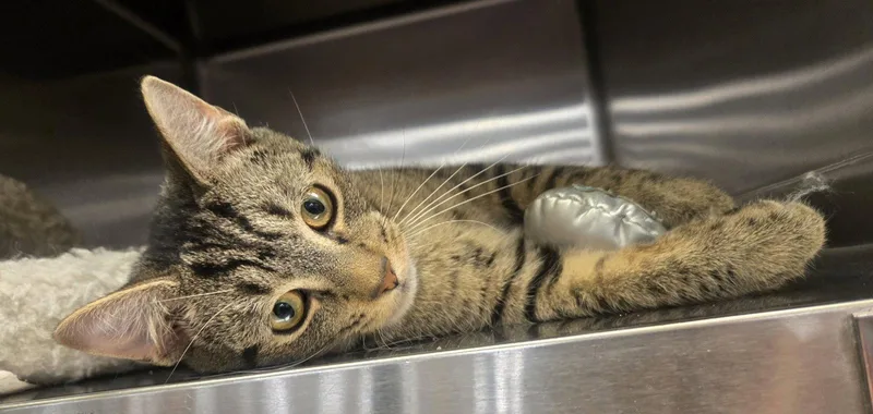A young medium-sized male Domestic Short Hair cat named Robbie for adoption in Ocean Pines, MD