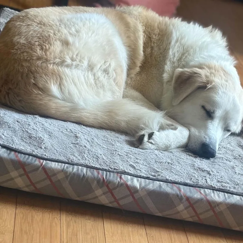 A senior large-sized female White / Cream Great Pyrenees dog named Potato for adoption in Chillicothe, IL