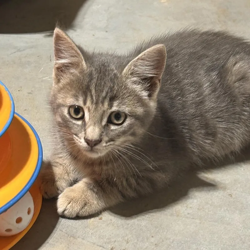 A baby small-sized male Brown / Chocolate Domestic Short Hair cat named Steel for adoption in Mocksville, NC