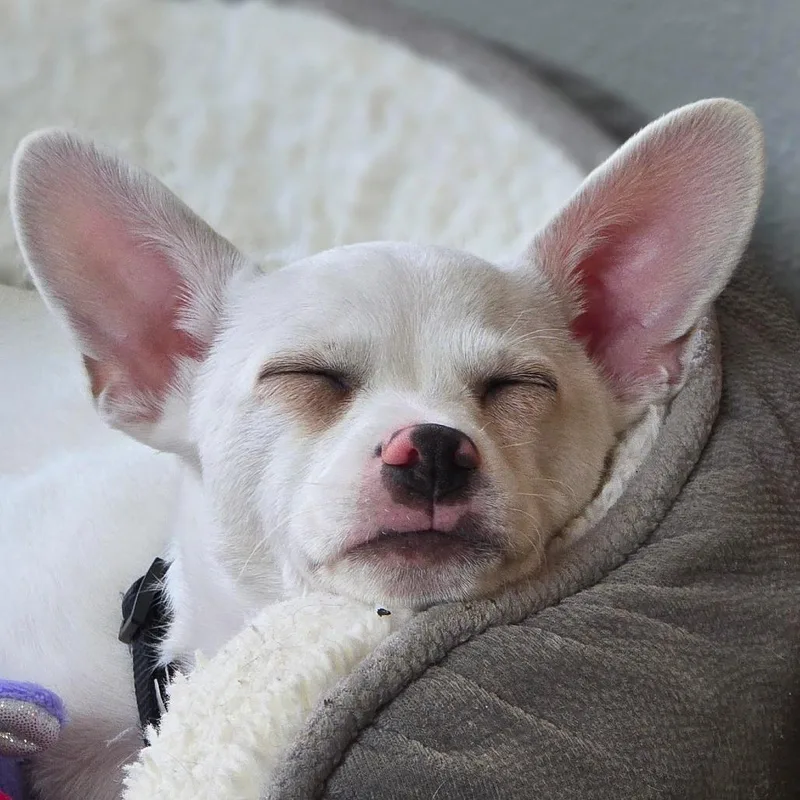 A baby small-sized male White / Cream Chihuahua dog named Lil Man for adoption in Holton, KS