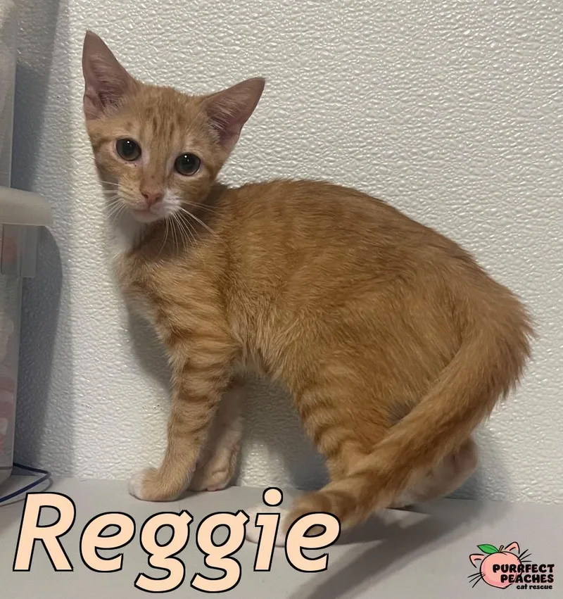 A baby medium-sized female Domestic Short Hair cat named Reggie for adoption in Douglasville, GA