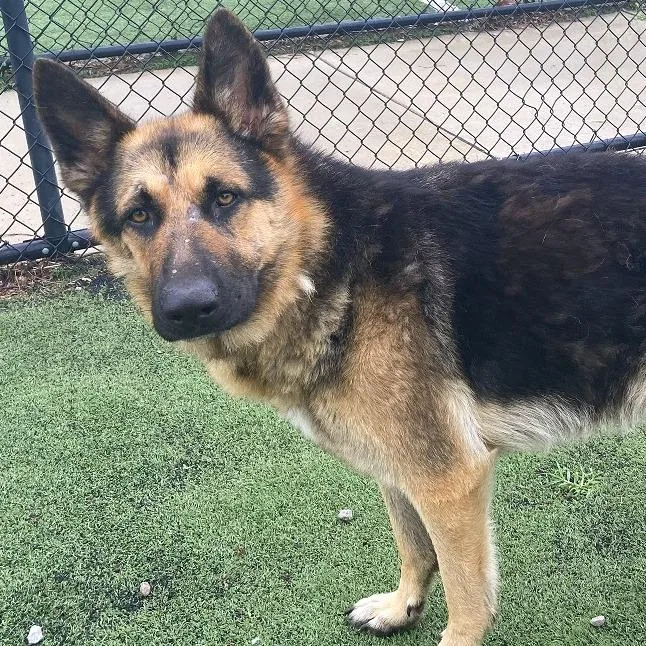 An adult large-sized male Mixed Breed dog named ButterBean for adoption in Memphis, TN