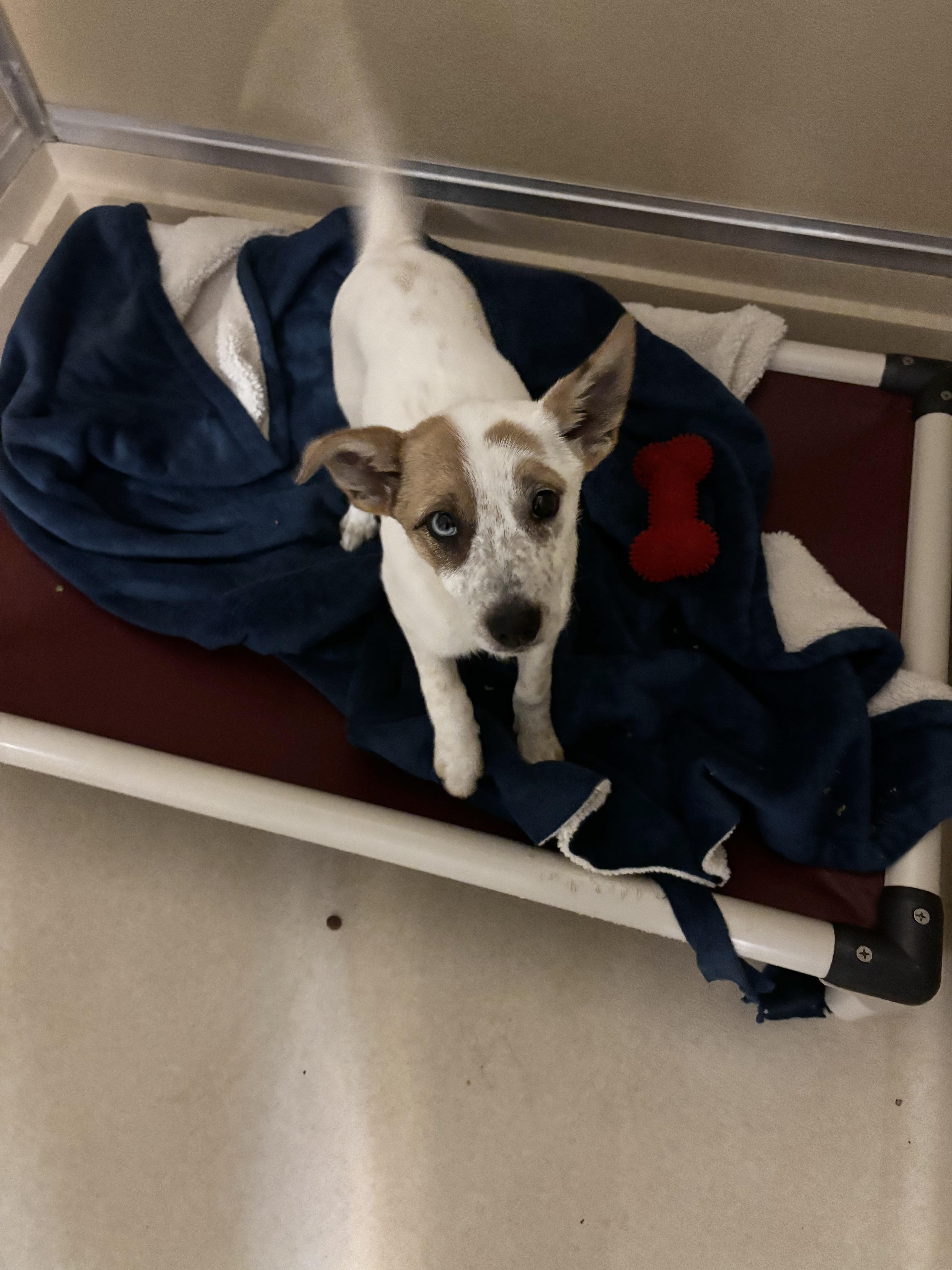 A baby medium-sized female Red / Chestnut / Orange Australian Cattle Dog / Blue Heeler dog named Pip for adoption in Dodgeville, WI