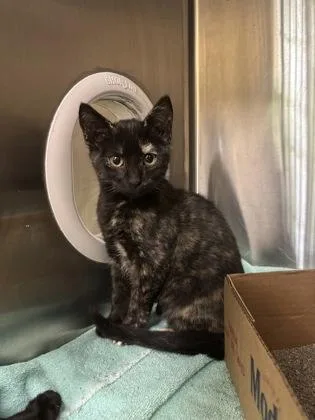 A baby medium-sized female Domestic Short Hair cat named Tortilla for adoption in Independence, MO