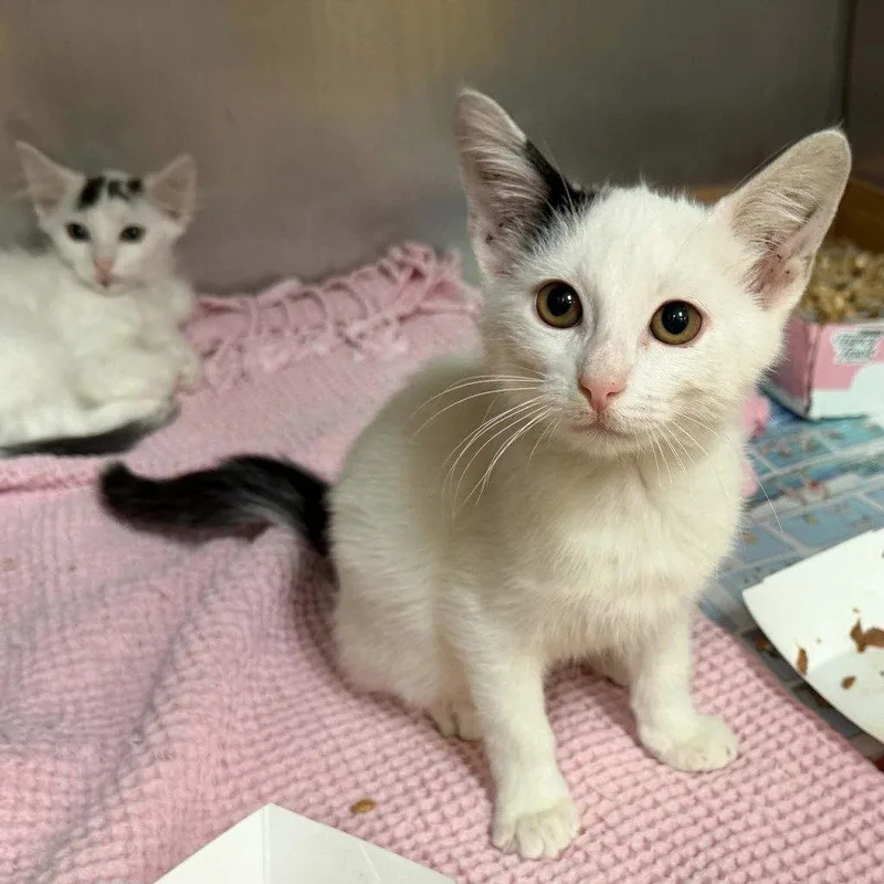 A baby medium-sized male Domestic Medium Hair cat named Zeppelin for adoption in Candler, NC