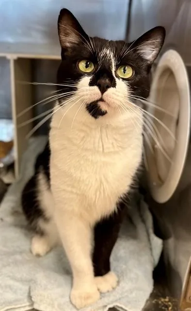 A young medium-sized male Domestic Short Hair cat named Gerald for adoption in York, SC