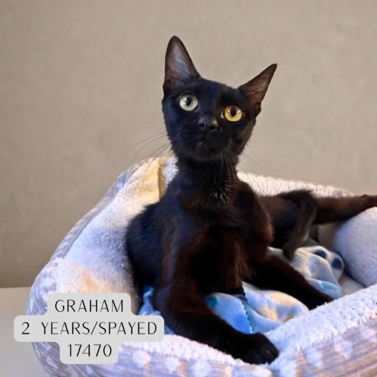 An adult medium-sized female Black Domestic Short Hair cat named Graham for adoption in Supply, NC
