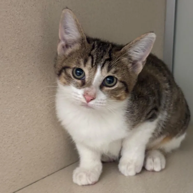 A baby small-sized female Calico Domestic Short Hair cat named Siren for adoption in League City, TX