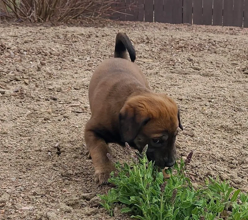 Penny