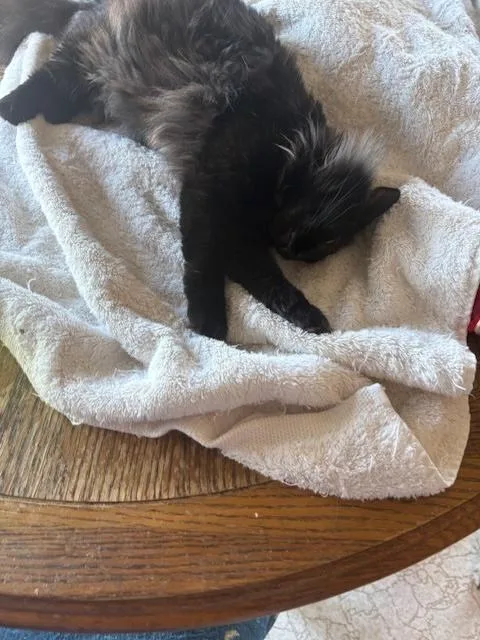 Sugar Baby thumbnail 4