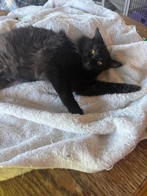 Sugar Baby thumbnail 5