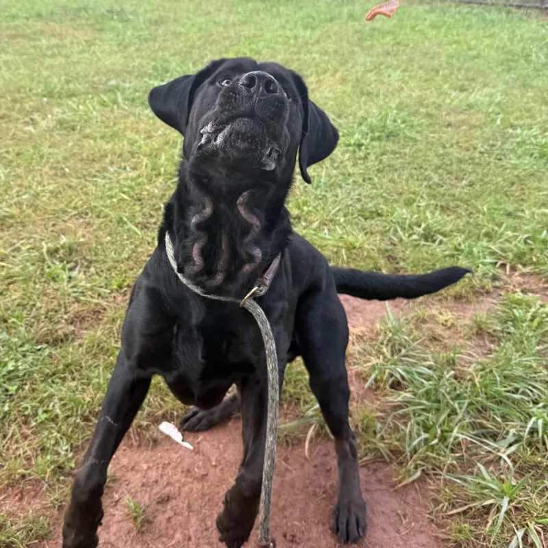 An adult large-sized male Bloodhound dog named Maverick for adoption in York, PA