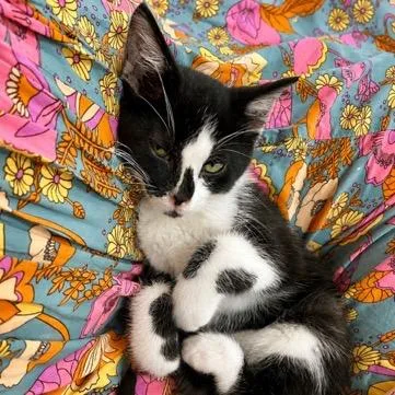 A baby small-sized male Black Domestic Short Hair cat named White Chocolate Raspberry Macadamia for adoption in Rochester, MN