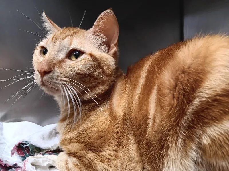 A young large-sized male Domestic Short Hair cat named Chester for adoption in New Braunfels, TX