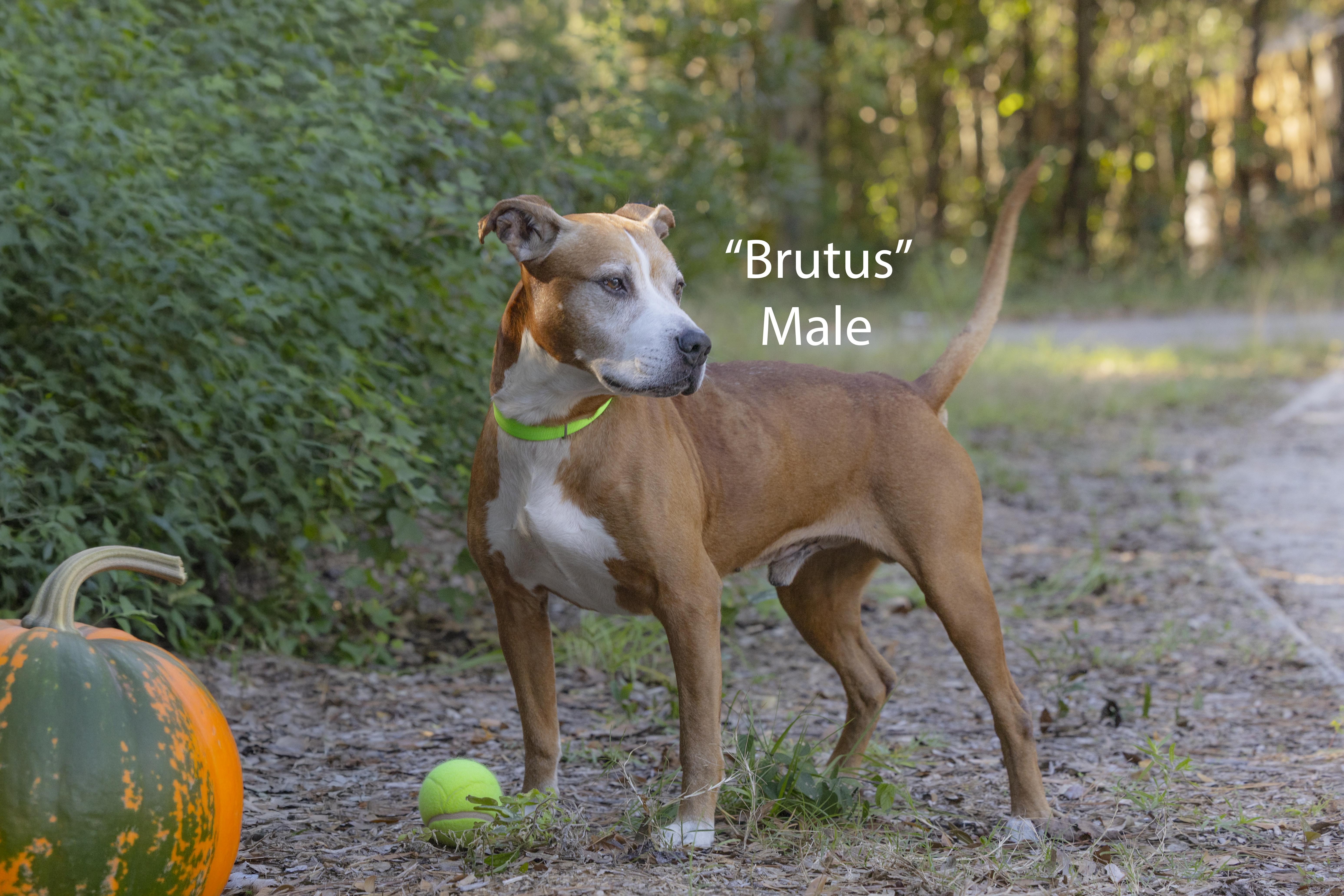 A senior medium-sized male Brown / Chocolate English Bulldog dog named Brutus for adoption in Pawleys Island, SC