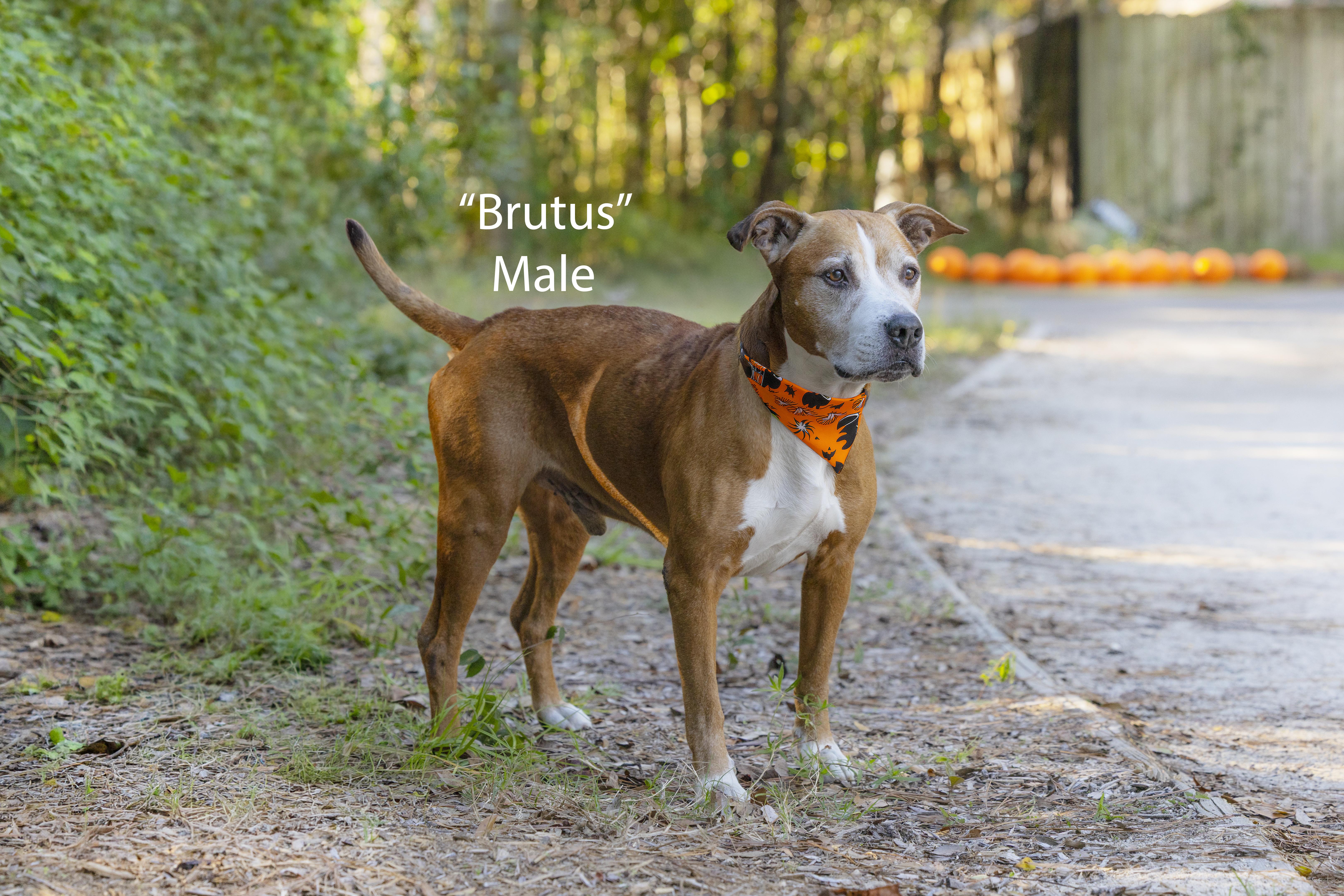 Brutus thumbnail 2