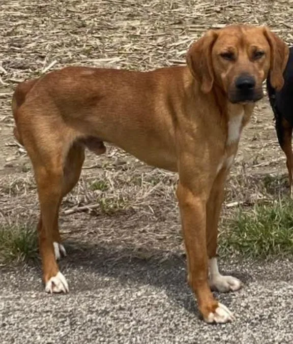 A young medium-sized male Red / Chestnut / Orange Redbone Coonhound dog named Clyde for adoption in Muncie, IN