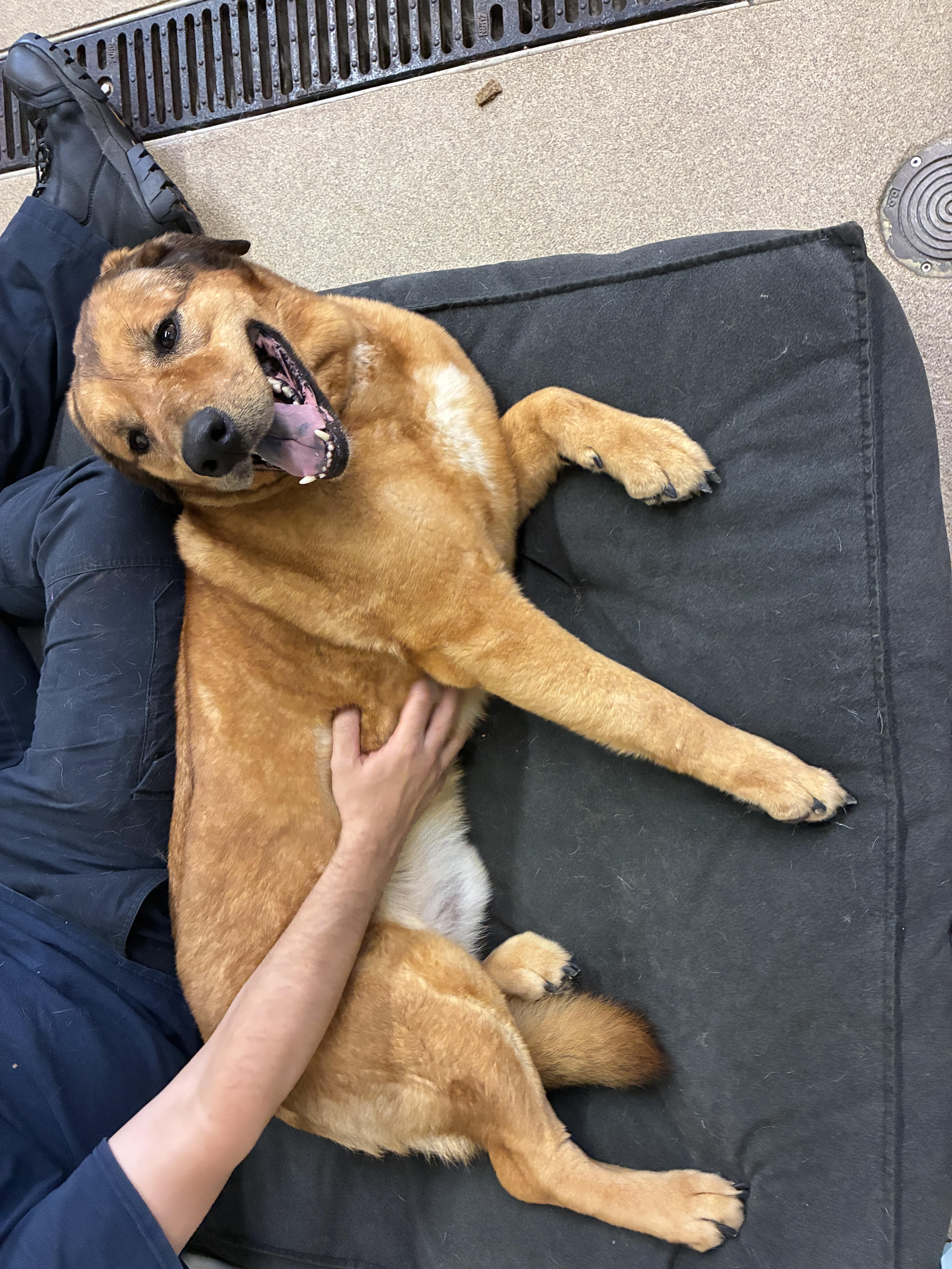 An adult large-sized male Red / Chestnut / Orange Golden Retriever dog named Theo for adoption in Port Washington, NY