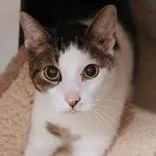 An adult large-sized male White Domestic Short Hair cat named Jimbo for adoption in Hilliard, OH