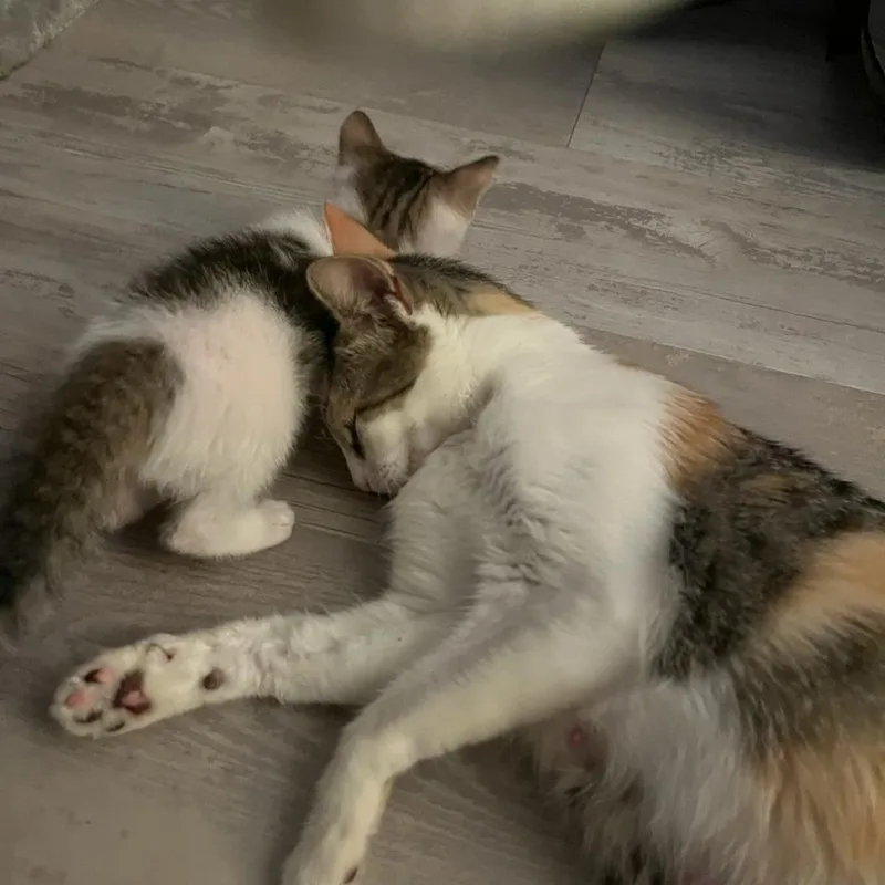 A young medium-sized female Dilute Calico Domestic Short Hair cat named Miss Carmela for adoption in Boca Raton, FL