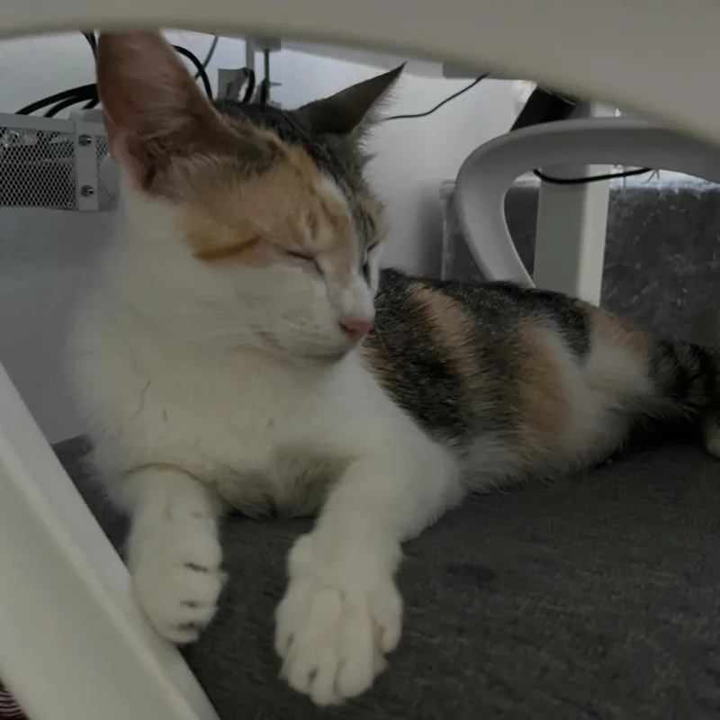 Miss Carmela thumbnail 3