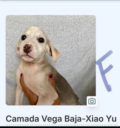 A baby small-sized female Mixed Breed dog named Xiao Yu for adoption in Washington, DC