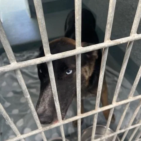 A young medium-sized female Black Husky dog named Glimmer for adoption in Hawthorne, CA