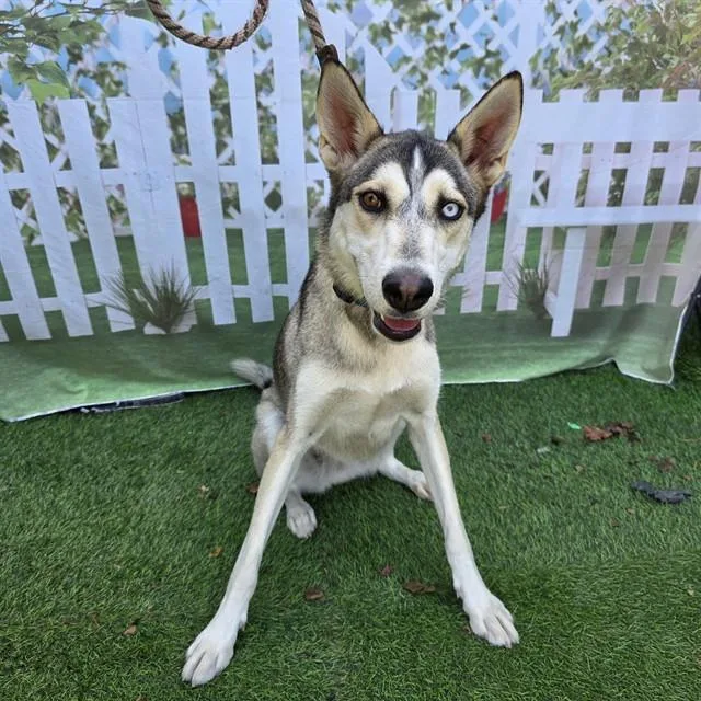A young large-sized female Siberian Husky dog named Gypsy for adoption in Long Beach, CA